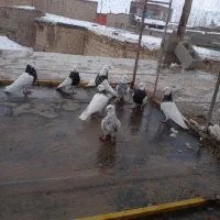 حیوانات خانگی|پرنده|زیویه, |دیوار