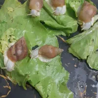 جوجه حلزون سالم(مناسب پرورش درمنزل)