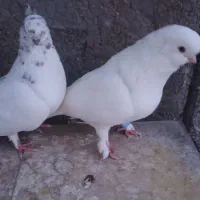 کبوتر لانگ فیس
