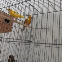 یک جفت قناری فروشی