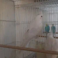 عروس هلندی آلبینو|پرنده|گرگان, |دیوار