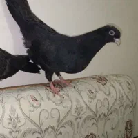 کفتر آبادانی