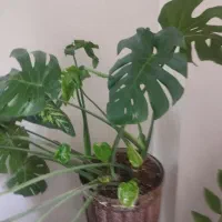برگ انجیری بزرگ باگل ان زیبا