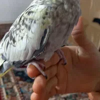 عروس هلندی|پرنده|قرچک, قشلاق جیتو|دیوار