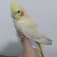 عروس هلندی لوتینو|پرنده|عجب شیر, |دیوار