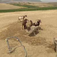 میش و بره چاق با بزآهویی آبستن درجه ۱|حیوانات مزرعه|فریدونشهر, |دیوار