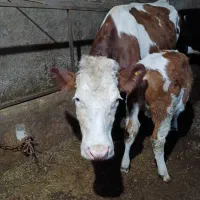 گاو|حیوانات مزرعه|ماکو, |دیوار