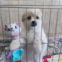 پامرین اشپیتز