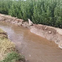 شاهسپران شاهسپرم