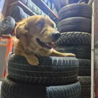 *لاستیک *رینگ *|قطعات یدکی و لوازم جانبی|مشهد, ایثار|دیوار