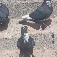 پلنگ نر