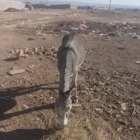 خر ماده 2 ساله|حیوانات مزرعه|تبریز, |دیوار