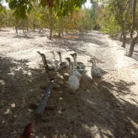 غاز وبوقلمون مرغ وقوغاز|حیوانات مزرعه|گلپایگان, |دیوار