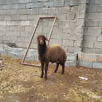 «بره قوچ هترو»|حیوانات مزرعه|بجنورد, |دیوار