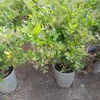 انجام تمامی کارهای باغبانی