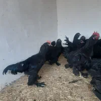 خروس فروشی|حیوانات مزرعه|مشهد, شهید احمدی روشن|دیوار