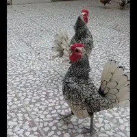 مرغ پیدا شده .گم شده