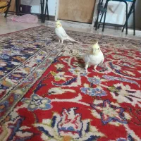 عروس هلندی نر و ماده|پرنده|اصفهان, زاجان|دیوار