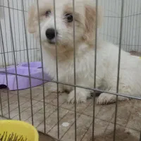 سگ نژاد دار پاکوتاه همه ی واکسن هاش خورده شده|سگ|تاکستان, |دیوار