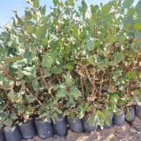 نهال پسته گلدانی|خدمات باغبانی و درختکاری|اردستان, |دیوار