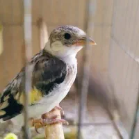 سهره چونه سفید روباهی