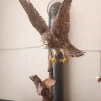 مجسمه پرنده