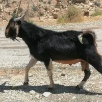 چبش جوون و سالمم