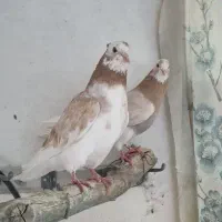 ۲جفت ارسالی      کبوتر