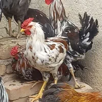تعدادی خروس برهما بوقلمون نر سنگین وخروس گلین|حیوانات مزرعه|عجب شیر, |دیوار