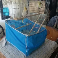 پرنده|پرنده|فردیس, سرحد آباد|دیوار