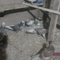 کفتر جوجه|پرنده|شهریار, بکه|دیوار