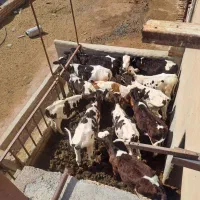 کارگرگاوداری