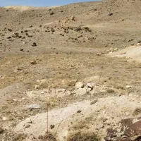 فروش فوری زمین ۵۰۰ متری فقط ۱۵۵ م|فروش دفتر صنعتی، کشاورزی، تجاری|سهند, |دیوار