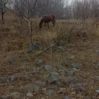 قیمت 60000000تومان