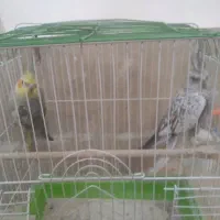 عروس هلندی
