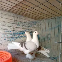 فروش کبوتر علاوتر معاوضه با قناری|پرنده|یزد, |دیوار