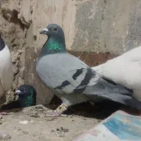 سبز ماده مسافتی المانی|پرنده|مشهد, خواجه ربیع|دیوار