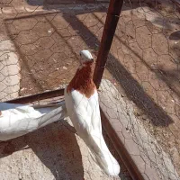 کفتر|پرنده|دشتابی, |دیوار