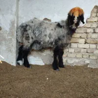 بره قوچ بختیاری