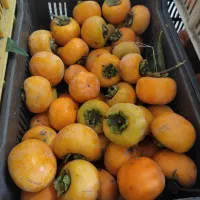 خریدار خرمالو