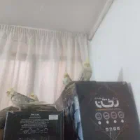 عروس هلندی|پرنده|قم, شهر قائم|دیوار