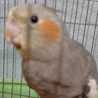 یک جفت عروس هلندی رام