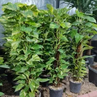 پتوس چماقی فوقالعاده باکفیت بهترینها در گلوریا|گل و گیاه طبیعی|قم, پردیسان|دیوار