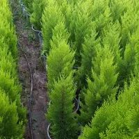 کاج لاوسون گلدان۳/۵و۱۲|گل و گیاه طبیعی|کلاچای, |دیوار