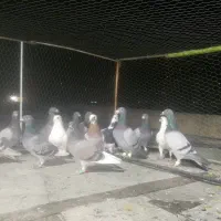 کفتر پلاکی پرشی|پرنده|شیراز, کرونی(خاتونک)|دیوار