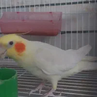 فروش جفت کوتوله و عروس هلندی خاص و زیبا|پرنده|فردوس (خراسان), |دیوار