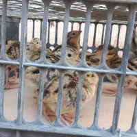 جوجه برهما لاری ویاندوت فرقاول(توضیحات بخون)