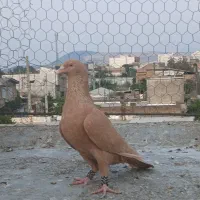 زرد ماده