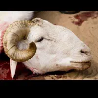 قصابی و سلاخی بز و گوسفند سیار