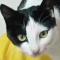 گربه|گربه|قزوین, |دیوار